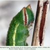 hyponephele lupina azer larva final7